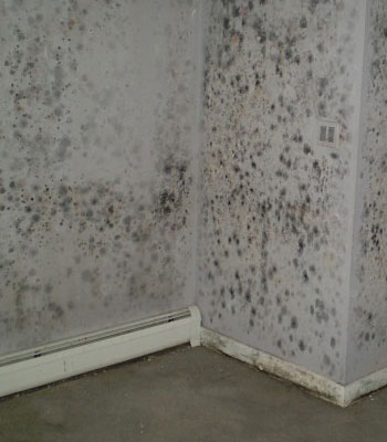 Water Cleanup & Drying Carroll
